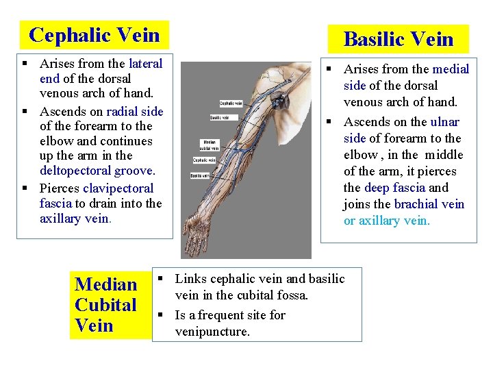 Cephalic Vein Basilic Vein § Arises from the lateral end of the dorsal venous