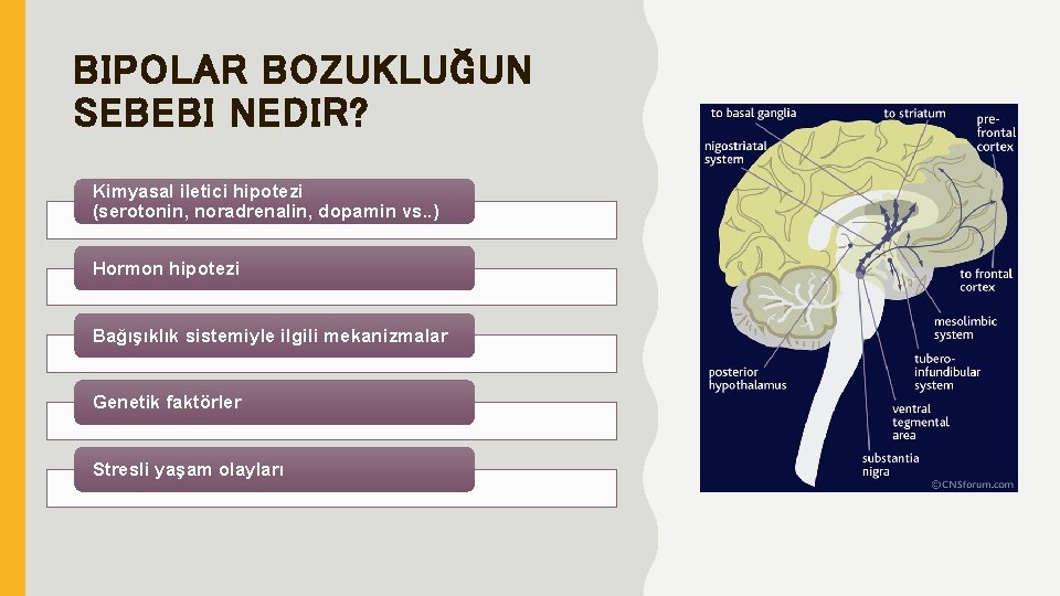 BIPOLAR BOZUKLUĞUN SEBEBI NEDIR? Kimyasal iletici hipotezi (serotonin, noradrenalin, dopamin vs. . ) Hormon