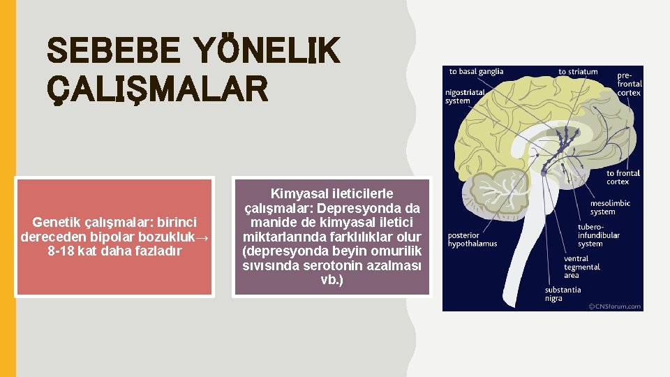 SEBEBE YÖNELIK ÇALIŞMALAR Genetik çalışmalar: birinci dereceden bipolar bozukluk→ 8 -18 kat daha fazladır