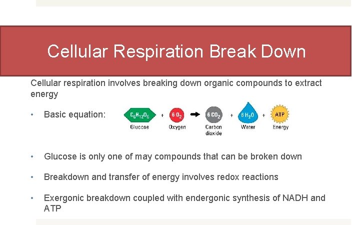 Cellular Respiration Break Down Cellular respiration involves breaking down organic compounds to extract energy