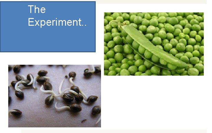 The Experiment. . 