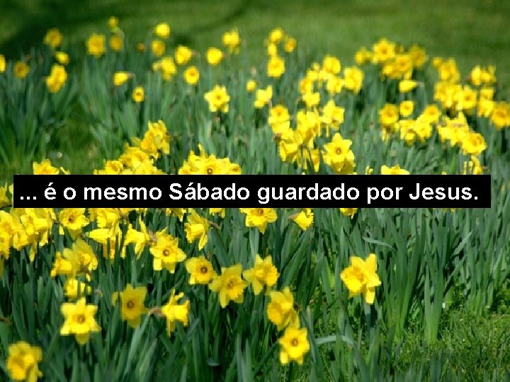 . . . é o mesmo Sábado guardado por Jesus. 