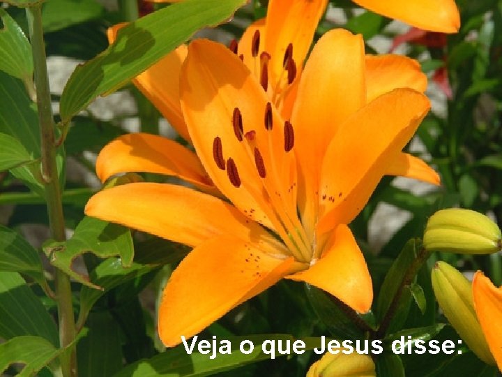 Veja o que Jesus disse: 