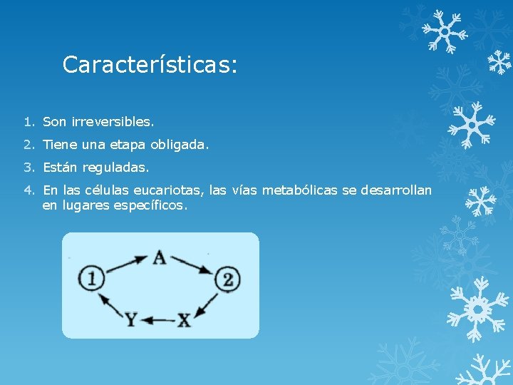 Características: 1. Son irreversibles. 2. Tiene una etapa obligada. 3. Están reguladas. 4. En