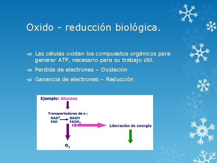 Oxido - reducción biológica. Las células oxidan los compuestos orgánicos para generar ATP, necesario