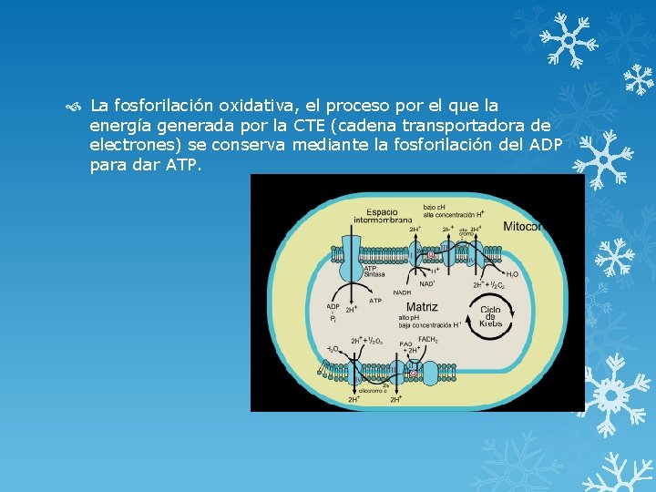  La fosforilación oxidativa, el proceso por el que la energía generada por la