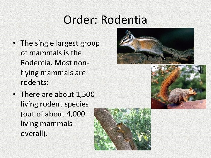 Order: Rodentia • The single largest group of mammals is the Rodentia. Most nonflying