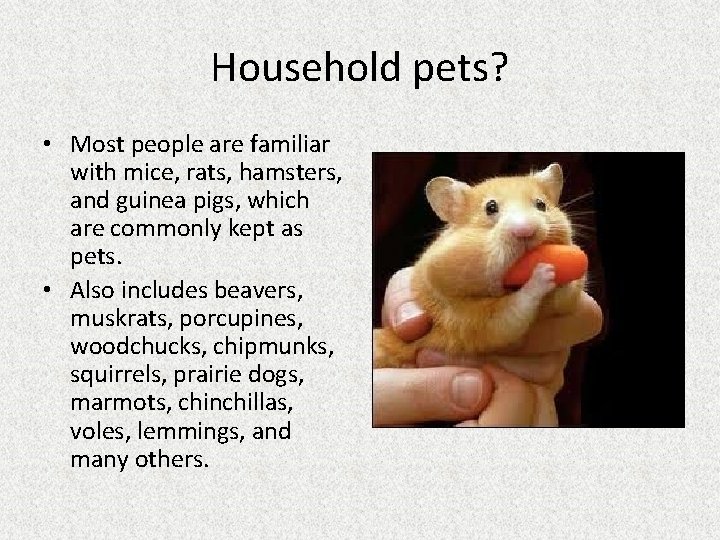 Household pets? • Most people are familiar with mice, rats, hamsters, and guinea pigs,