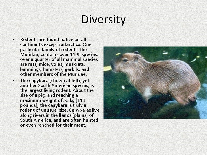 Diversity • • Rodents are found native on all continents except Antarctica. One particular