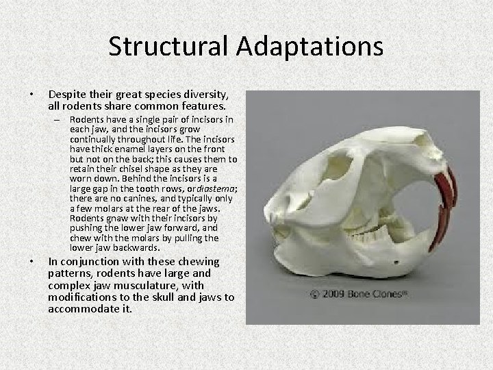 Structural Adaptations • Despite their great species diversity, all rodents share common features. –