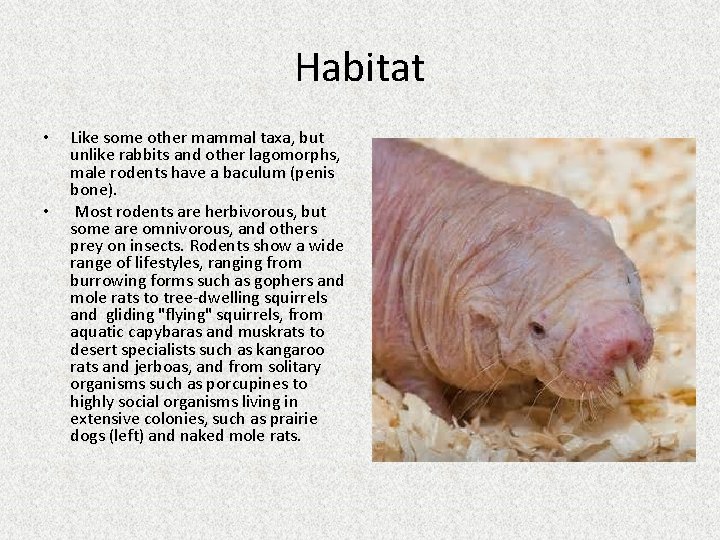 Habitat • • Like some other mammal taxa, but unlike rabbits and other lagomorphs,