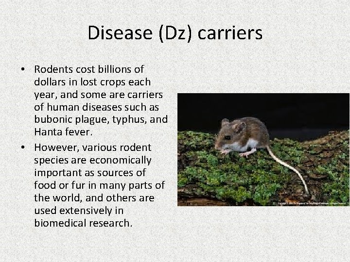 Disease (Dz) carriers • Rodents cost billions of dollars in lost crops each year,