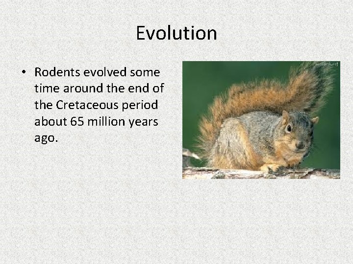 Evolution • Rodents evolved some time around the end of the Cretaceous period about