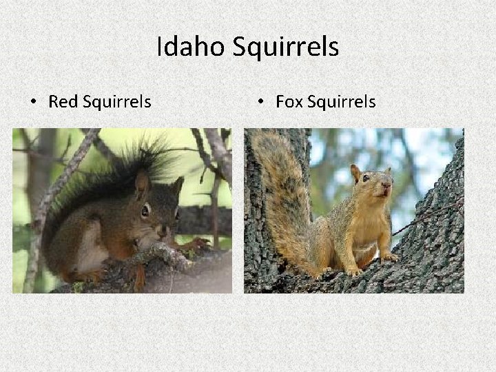 Idaho Squirrels • Red Squirrels • Fox Squirrels 