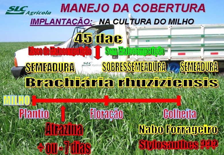 MANEJO DA COBERTURA IMPLANTAÇÃO: NA CULTURA DO MILHO 