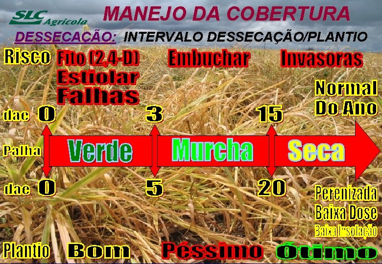 MANEJO DA COBERTURA DESSECAÇÃO: INTERVALO DESSECAÇÃO/PLANTIO 