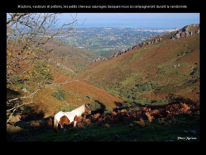 Moutons, vautours et pottoks, les petits chevaux sauvages basques vous accompagneront durant la randonnée.