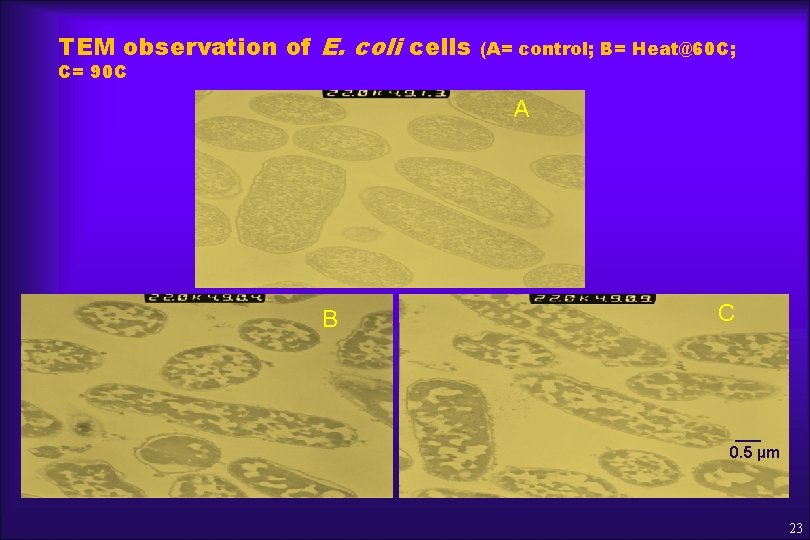 TEM observation of E. coli cells C= 90 C (A= control; B= Heat@60 C;