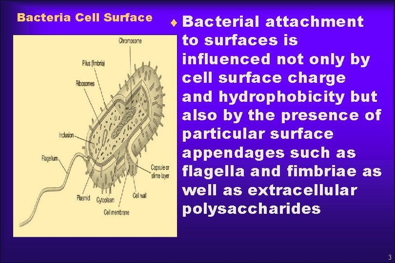Bacteria Cell Surface ¨ Bacterial attachment to surfaces is influenced not only by cell