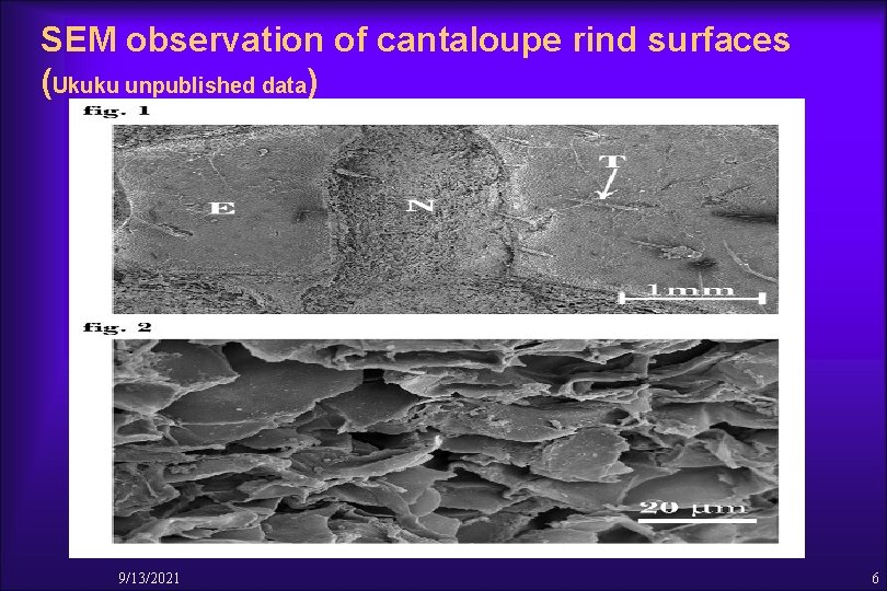 SEM observation of cantaloupe rind surfaces (Ukuku unpublished data) 9/13/2021 6 
