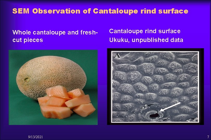SEM Observation of Cantaloupe rind surface Whole cantaloupe and freshcut pieces 9/13/2021 Cantaloupe rind