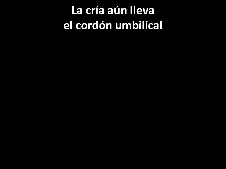 La cría aún lleva el cordón umbilical 