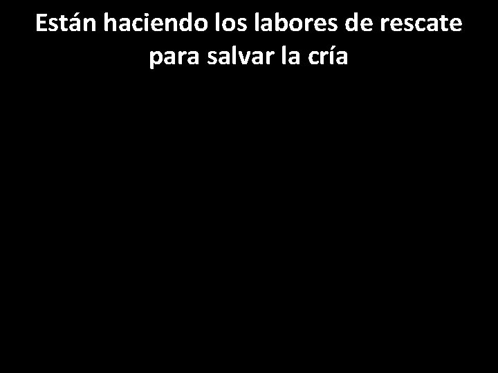 Están haciendo los labores de rescate para salvar la cría 