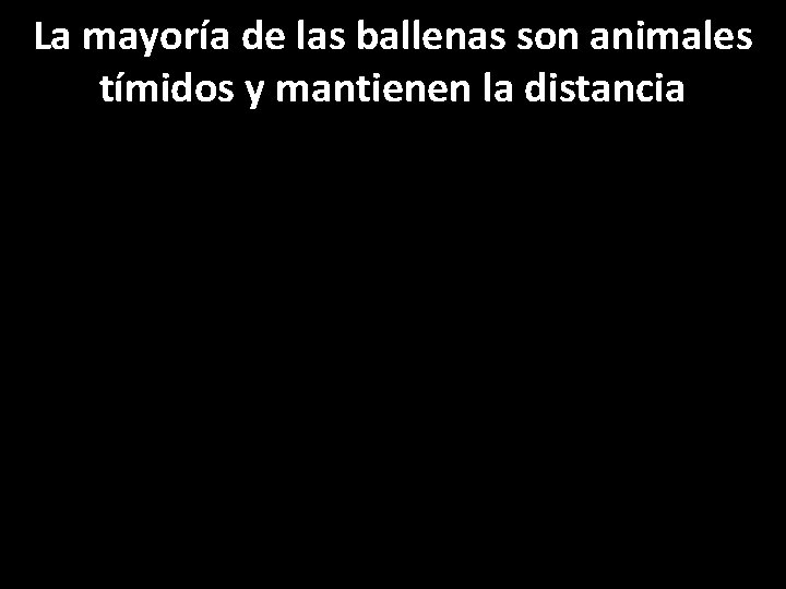 La mayoría de las ballenas son animales tímidos y mantienen la distancia 