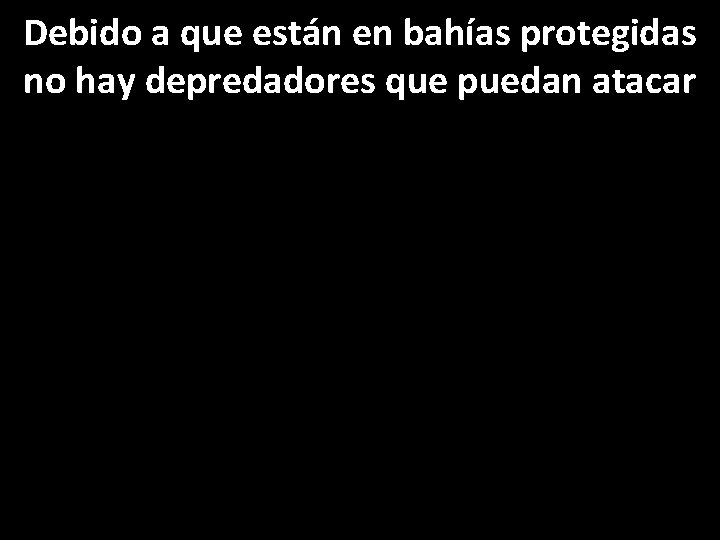 Debido a que están en bahías protegidas no hay depredadores que puedan atacar 