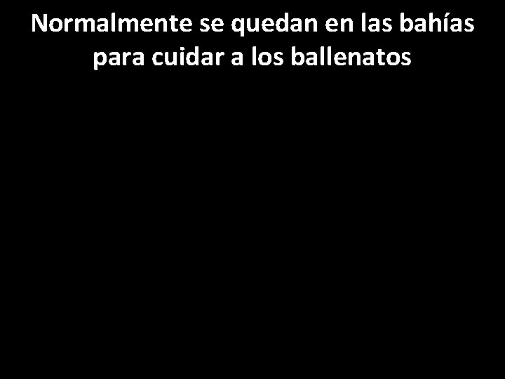 Normalmente se quedan en las bahías para cuidar a los ballenatos 