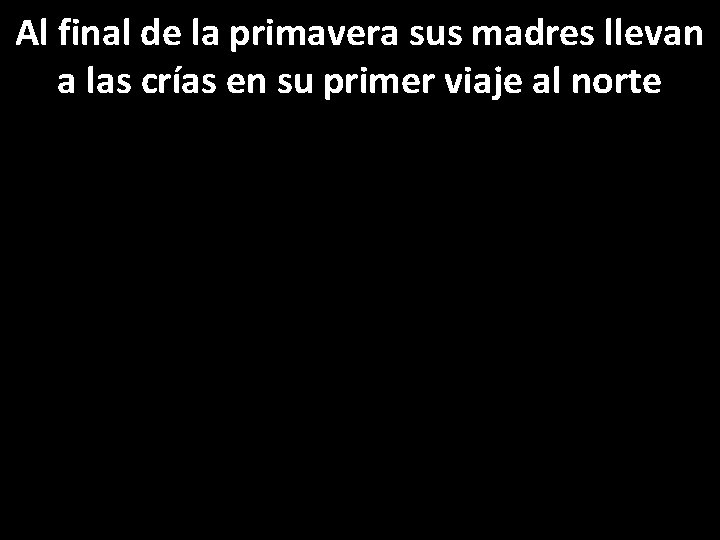 Al final de la primavera sus madres llevan a las crías en su primer