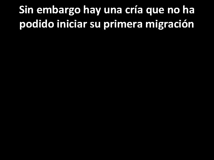 Sin embargo hay una cría que no ha podido iniciar su primera migración 