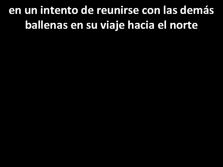 en un intento de reunirse con las demás ballenas en su viaje hacia el