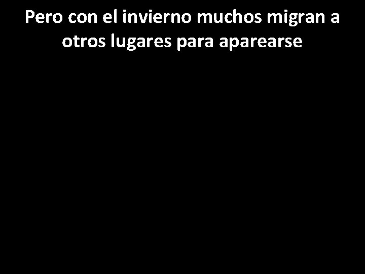 Pero con el invierno muchos migran a otros lugares para aparearse 