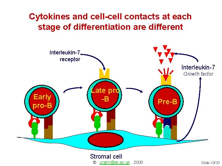 Cytokines and cell-cell contacts at each stage of differentiation are different Interleukin-7 receptor Interleukin-7