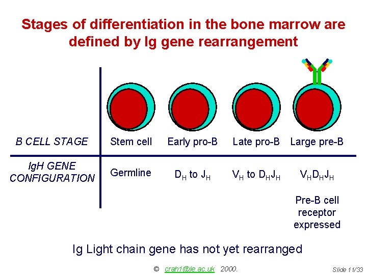 Stages of differentiation in the bone marrow are defined by Ig gene rearrangement B