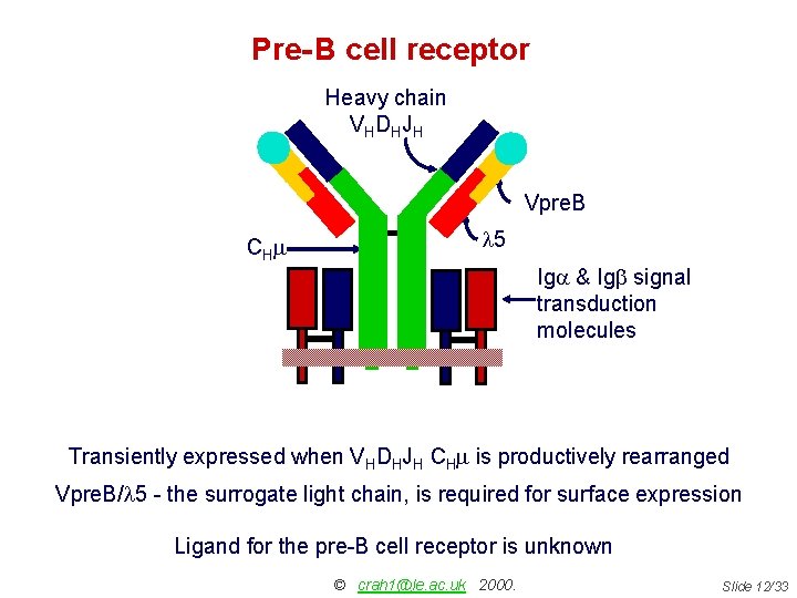 Pre- B cell receptor Heavy chain VHDHJH Light chain VLJLCL Vpre. B CHm l