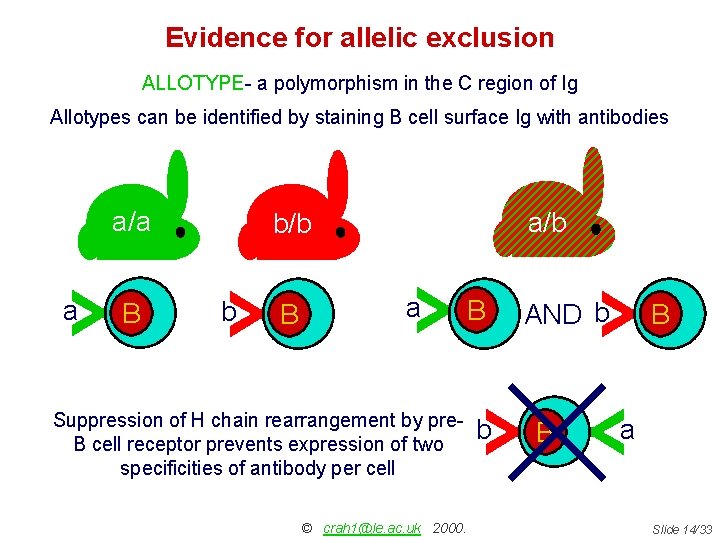 Evidence for allelic exclusion ALLOTYPE- a polymorphism in the C region of Ig Allotypes