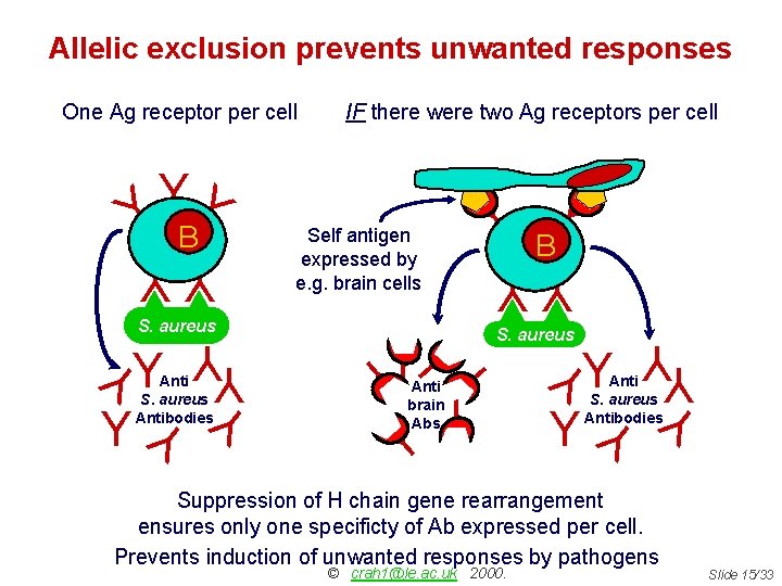 Allelic exclusion prevents unwanted responses One Ag receptor per cell IF there were two