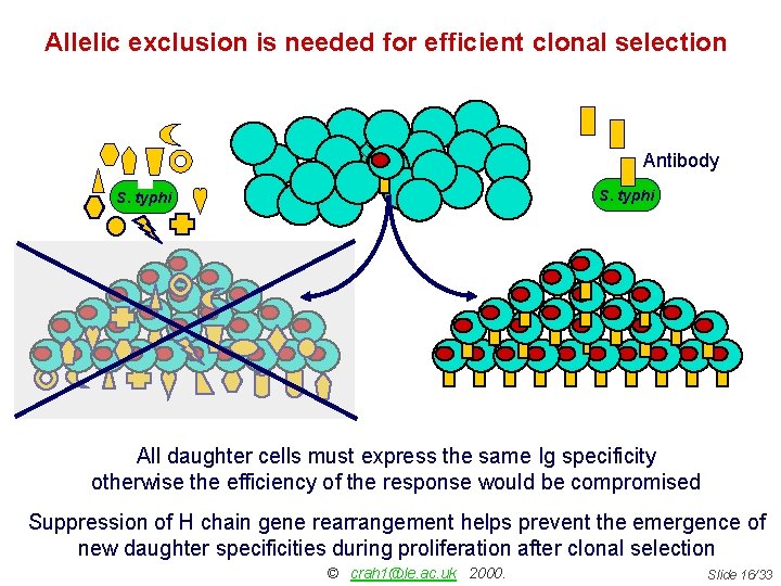 Allelic exclusion is needed for efficient clonal selection Antibody S. typhi All daughter cells