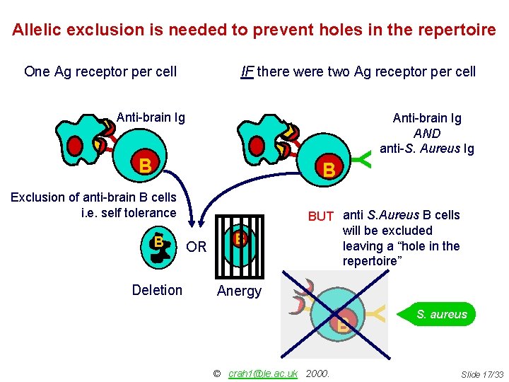 Allelic exclusion is needed to prevent holes in the repertoire One Ag receptor per