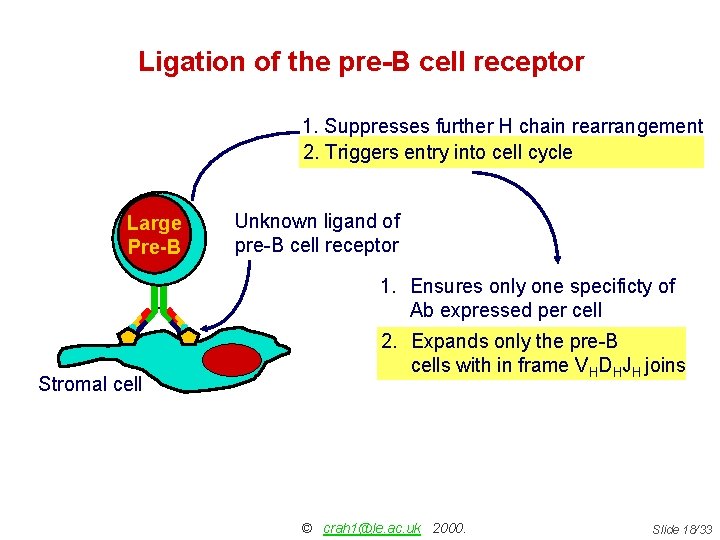 Ligation of the pre-B cell receptor 1. Suppresses further H chain rearrangement 2. Triggers