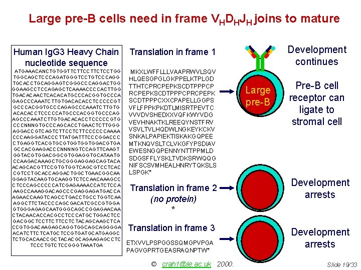Large pre-B cells need in frame VHDHJH joins to mature Human Ig. G 3