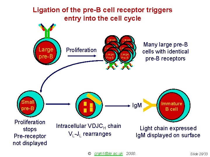 Ligation of the pre-B cell receptor triggers entry into the cell cycle Proliferation Large