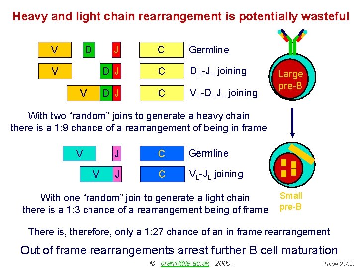Heavy and light chain rearrangement is potentially wasteful V D J C Germline V