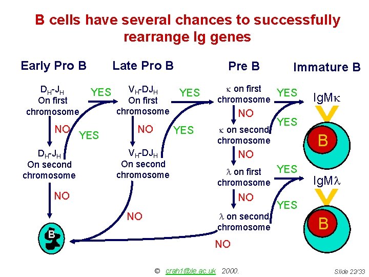 B cells have several chances to successfully rearrange Ig genes Early Pro B DH-JH