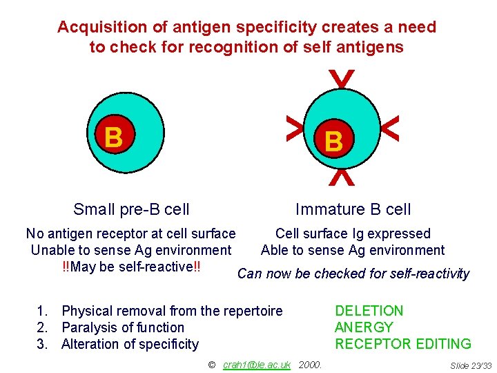 Acquisition of antigen specificity creates a need to check for recognition of self antigens