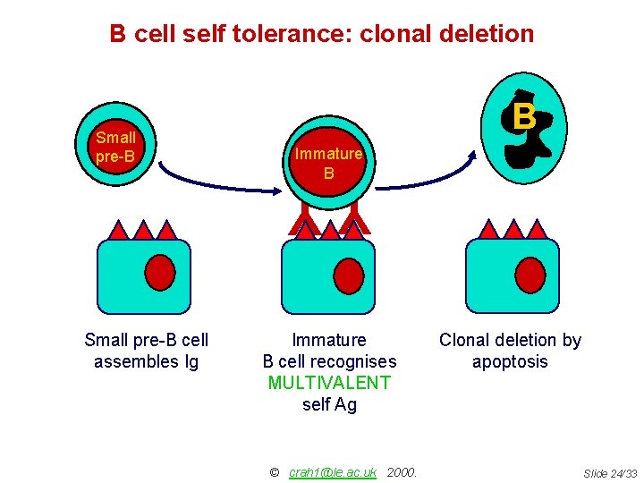 B cell self tolerance: clonal deletion Small pre-B B B Immature B B YY