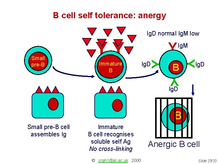 B cell self tolerance: anergy Ig. D normal Ig. M low B Y Immature