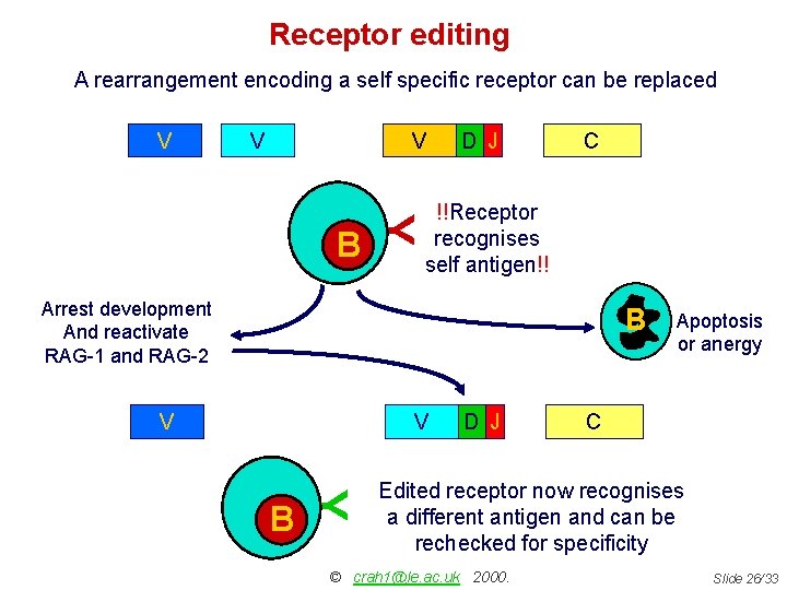 Receptor editing A rearrangement encoding a self specific receptor can be replaced V V